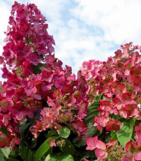 Hydrangea paniculata 'Magical Fire'